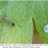 aricia agestis larva1a
